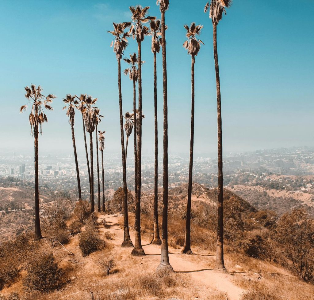 Tall palm trees stand against a clear sky in a serene Los Angeles landscape.