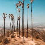 Tall palm trees stand against a clear sky in a serene Los Angeles landscape.