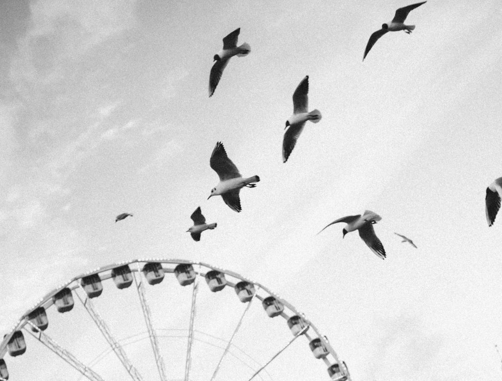 Artistic black and white photo of seagulls flying over a Ferris wheel under a clear sky.