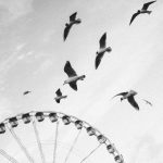 Artistic black and white photo of seagulls flying over a Ferris wheel under a clear sky.