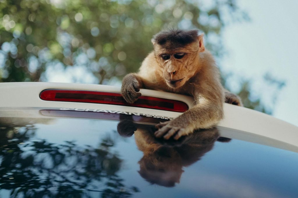 A monkey curiously examines its reflection on a car roof in a wildlife setting.