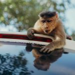 A monkey curiously examines its reflection on a car roof in a wildlife setting.