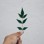 Close-up of a hand holding a green leafy twig against a white wall, symbolizing simplicity and nature.